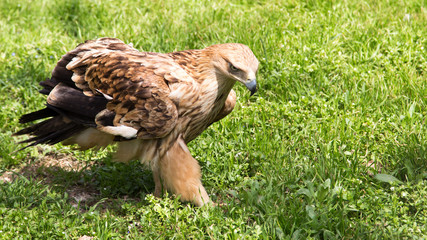 Portrait of an eagle on a background of green grass