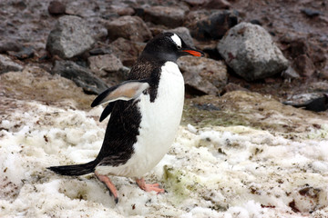Eselspinguin
