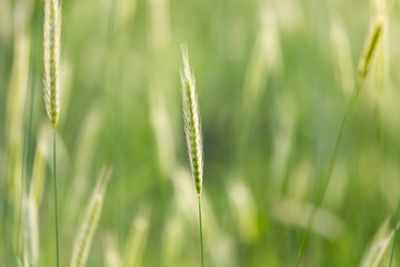 Fototapeta premium ears of wheat on the nature