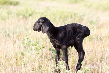 Fototapeta na wymiar newborn lamb