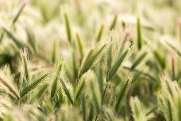 ears of wheat on the nature