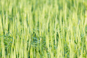 ears of wheat on the nature
