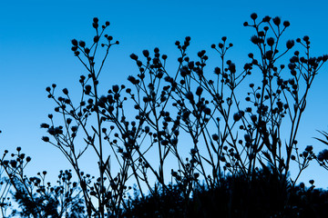 Blüten-Silhouette zur blauen Stunde