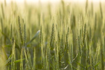 ears of wheat on the nature
