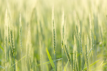 ears of wheat on the nature
