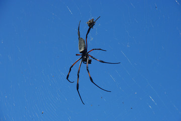 Araignée nephila
