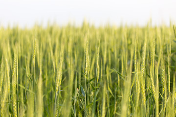 ears of wheat on the nature