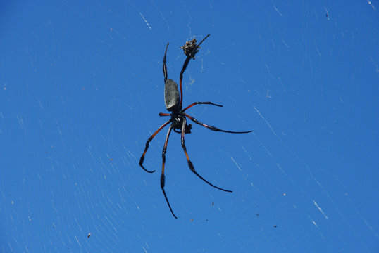 Araign&eacute;e nephila
