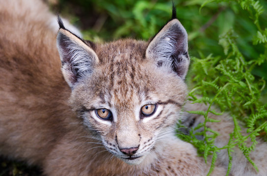 Nordluchs (Lynx Lynx)