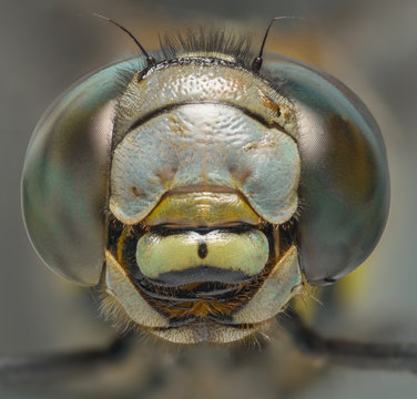 Dragonfly macro head shot front view shot at 2:1 magnification with focus stacking