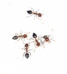 ants on a white wall
