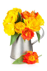 Colorful tulips in watering can