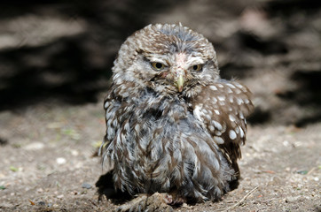 Steinkauz (Athene noctua)
