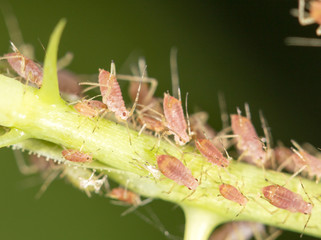 aphids on the plant. close
