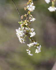 Beautiful flowers on the tree in nature