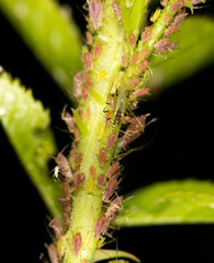 aphids on the plant. close