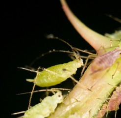 aphids on the plant. close