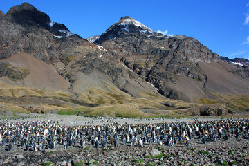 K&ouml;nigspinguine