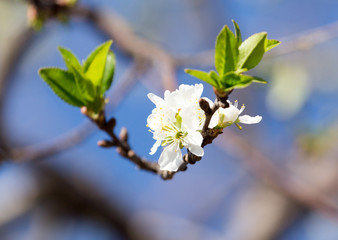 flowers on the tree against the blue sky