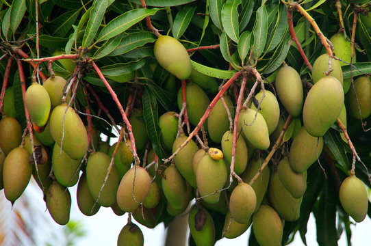 La R&eacute;union - Mangues

