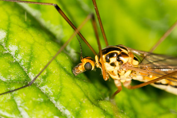 portrait of a mosquito. close
