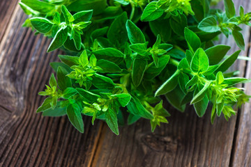 bunch of raw green herb marjoram
