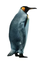 Cercles muraux Pingouin Manchot empereur isolé
