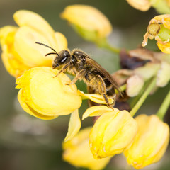 bee on yellow flower in nature. close-up