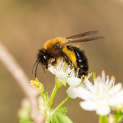 bee on a white flower in nature. close-up
