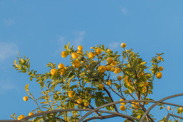 Branches of a Lemon tree full of ripe  fruits