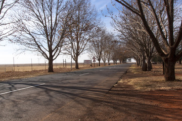 Winter Scene of Country Road Lined with Leafless Trees