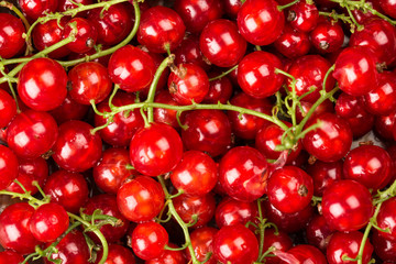 Red Currant Background