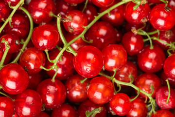 Red Currant Background