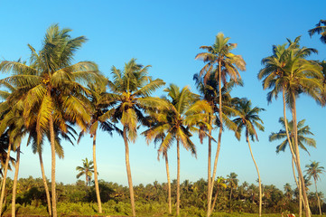 Fototapeta na wymiar Palm trees at sky background