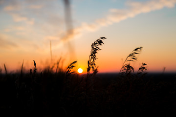 Fototapeta premium Dry spare of grass in sunset dawn