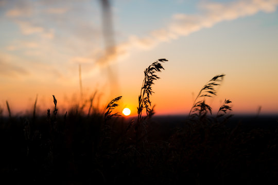 Fototapeta Dry spare of grass in sunset dawn