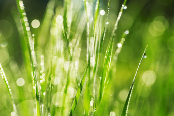 Fototapeta premium Fresh green grass with water drops