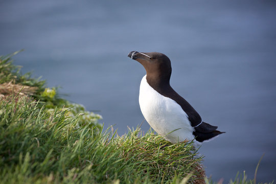 An alk at Latrabjarg in the Westfjords, northern Iceland.