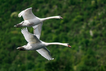 oche in volo sul lago di lecco