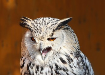 Angry Bubo bubo sibiricus