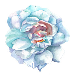 A vintage style watercolour drawing of a white rose