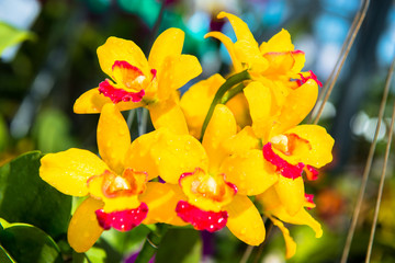 Fototapeta premium orchid