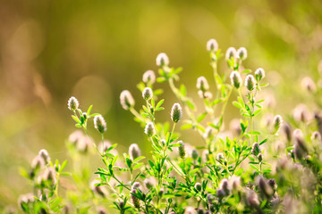 summer flowers meadow