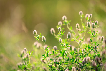Summer flower meadow