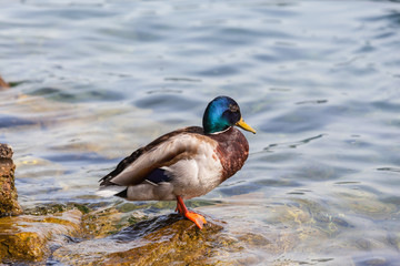 Male mallard standing near the water