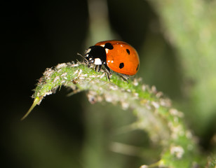 ladybird on nature. close