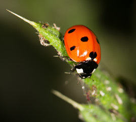 ladybird on nature. close