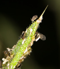 aphids .makro