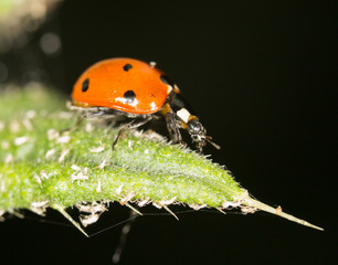 ladybird on nature. close