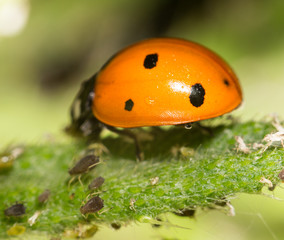 ladybird on nature. close
